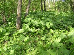 Attēlu rezultāti vaicājumam “Petasites spurius”