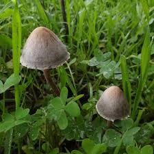 Attēlu rezultāti vaicājumam “Panaeolus papilionaceus”