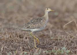 Image result for Bartramia longicauda