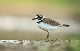 Attēlu rezultāti vaicājumam “Charadrius dubius”