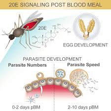 Attēlu rezultāti vaicājumam “Dianema depressum plasmodium”