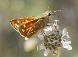 Attēlu rezultāti vaicājumam “Hesperia comma”