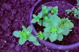 Attēlu rezultāti vaicājumam “Mentha spicata”