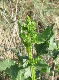 Image result for Beta vulgaris