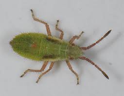 Attēlu rezultāti vaicājumam “Myrmus miriformis”