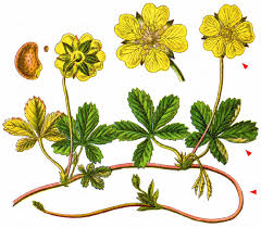 Attēlu rezultāti vaicājumam “Potentilla reptans”