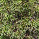 Attēlu rezultāti vaicājumam “Sciuro-hypnum reflexum”