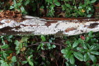 Attēlu rezultāti vaicājumam “Anomoporia bombycina”