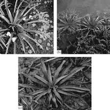 Attēlu rezultāti vaicājumam “Stratiotes aloides leaf”