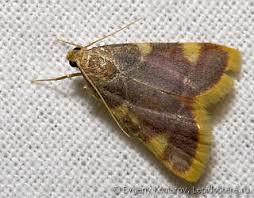 Attēlu rezultāti vaicājumam “Hypsopygia costalis”