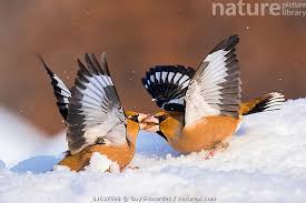 Attēlu rezultāti vaicājumam “Coccothraustes coccothraustes”