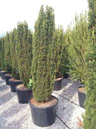 Attēlu rezultāti vaicājumam “Taxus baccata”