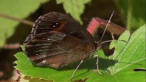 Attēlu rezultāti vaicājumam “Erebia aethiops”