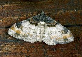 Attēlu rezultāti vaicājumam “Catarhoe cuculata”