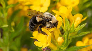 Attēlu rezultāti vaicājumam “Bombus”