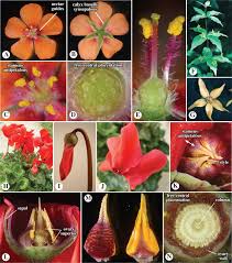 Attēlu rezultāti vaicājumam “Primula farinosa fruit”