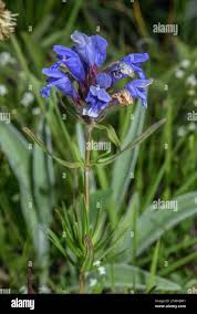 Attēlu rezultāti vaicājumam “Dracocephalum ruyschiana”