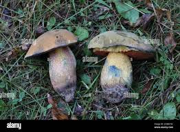 Attēlu rezultāti vaicājumam “Boletus luridus”