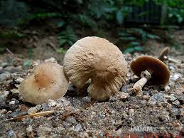 Image result for 붶