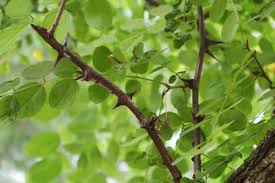 Attēlu rezultāti vaicājumam “Robinia pseudoacacia”