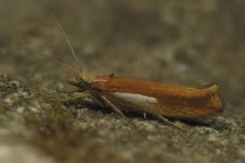 Attēlu rezultāti vaicājumam “Ypsolopha parenthesella”