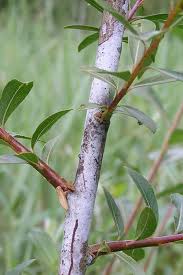 Attēlu rezultāti vaicājumam “Salix daphnoides”