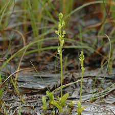 Attēlu rezultāti vaicājumam “Hammarbya paludosa”
