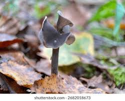 Attēlu rezultāti vaicājumam “Helvella atra”