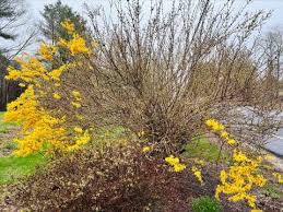 Attēlu rezultāti vaicājumam “Forsythia”