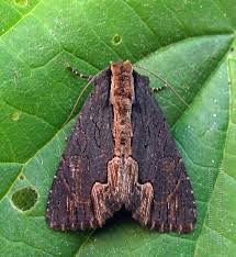 Attēlu rezultāti vaicājumam “Dypterygia scabriuscula”