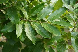 Attēlu rezultāti vaicājumam “Castanea sativa”