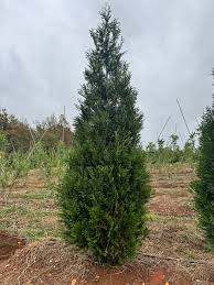 Attēlu rezultāti vaicājumam “Thuja plicata”