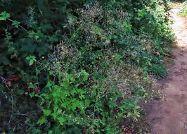 Attēlu rezultāti vaicājumam “Mycelis muralis bud”