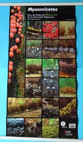 Attēlu rezultāti vaicājumam “myxomicetes”