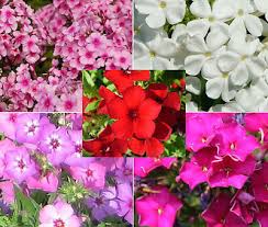 Image result for Phlox drummondii