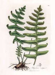 Attēlu rezultāti vaicājumam “Polypodium vulgare”