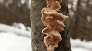 Attēlu rezultāti vaicājumam “Steccherinum ochraceum”