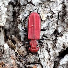 Attēlu rezultāti vaicājumam “Cucujus cinnaberinus larva”