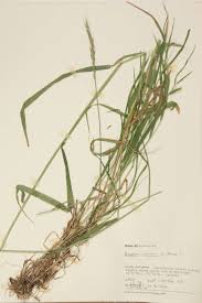 Attēlu rezultāti vaicājumam “Elymus caninus”