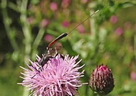 Attēlu rezultāti vaicājumam “Gasteruption jaculator imago”