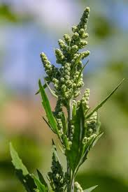 Image result for Chenopodium album