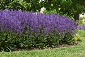 Image result for Salvie