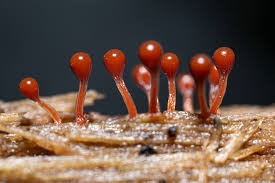 Attēlu rezultāti vaicājumam “Hemitrichia decipiens spores”