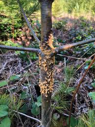 Attēlu rezultāti vaicājumam “Pucciniales”