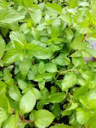 Attēlu rezultāti vaicājumam “Mentha x piperita leaf”