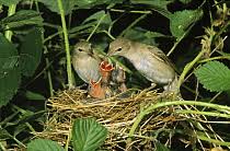 Attēlu rezultāti vaicājumam “Sylvia borin nest”