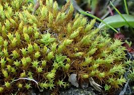 Attēlu rezultāti vaicājumam “Syntrichia”