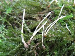 Attēlu rezultāti vaicājumam “Eocronartium muscicola”