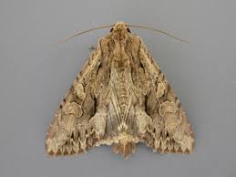 Attēlu rezultāti vaicājumam “Apamea monoglypha”