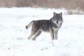 Attēlu rezultāti vaicājumam “Canis lupus”
